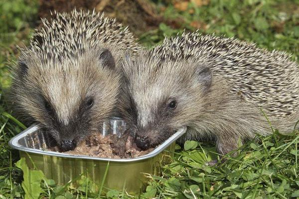 2018養刺猬賺錢嗎?刺猬養殖的利潤與投資成本及前景預測
