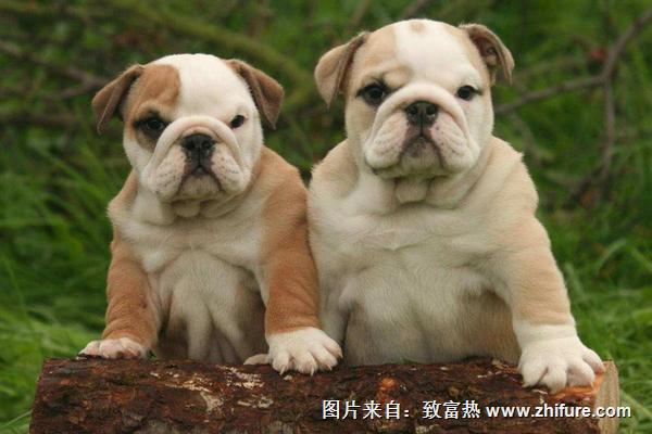 2018養寵物狗賺錢嗎？寵物狗養殖的利潤與投資成本及前景預測