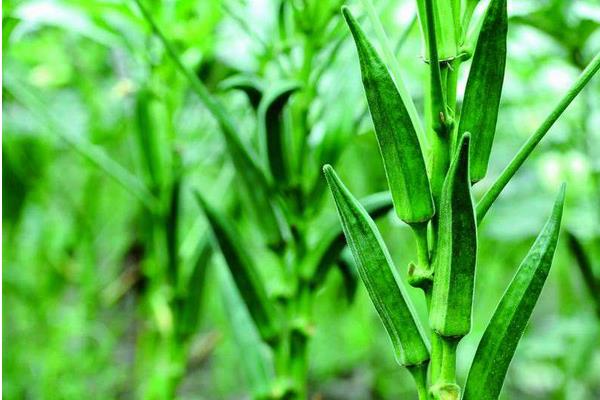 夏天可以種黃秋葵嗎