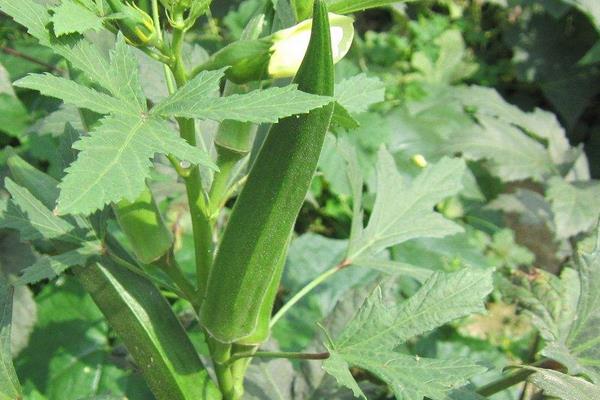 夏天可以種黃秋葵嗎