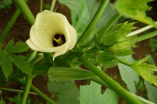 夏天可以種黃秋葵嗎