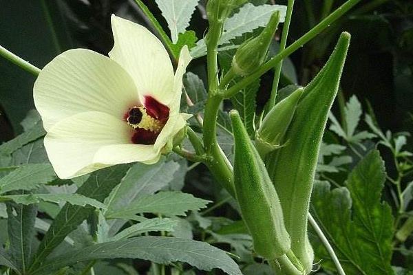 夏天可以種黃秋葵嗎