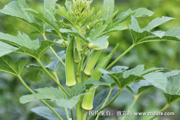 夏天可以種黃秋葵嗎