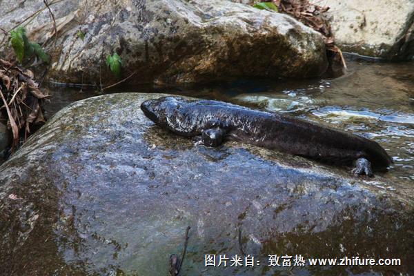 2018養娃娃魚賺錢嗎?娃娃魚養殖的利潤與投資成本及前景預測