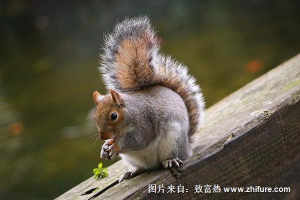 2018養(yǎng)松鼠賺錢嗎？松鼠養(yǎng)殖的利潤(rùn)與投資成本及前景預(yù)測(cè)