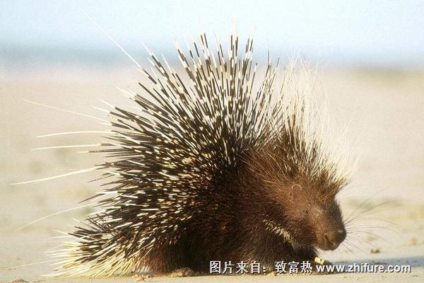 2018養(yǎng)豪豬賺錢嗎?豪豬養(yǎng)殖的利潤與投資成本及前景預(yù)測