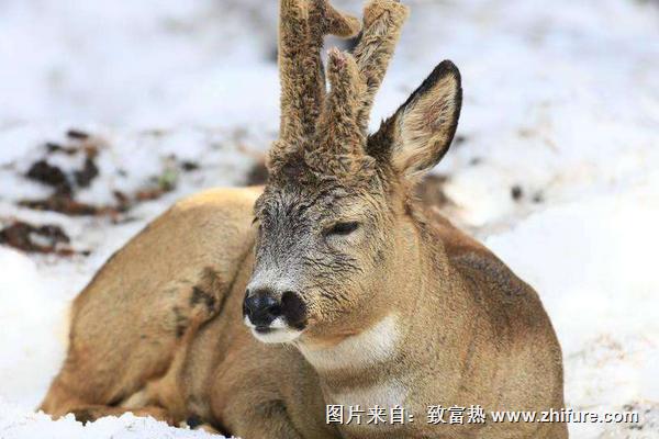 2018養狍子賺錢嗎？狍子養殖的利潤與投資成本及前景預測