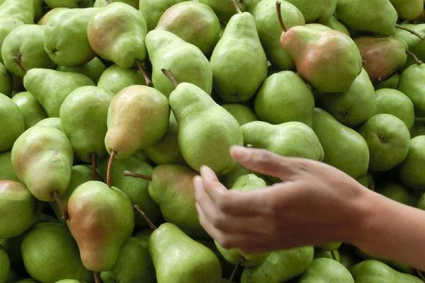 大頭梨的營養價值