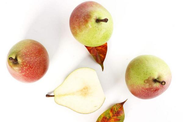 大頭梨的營養價值