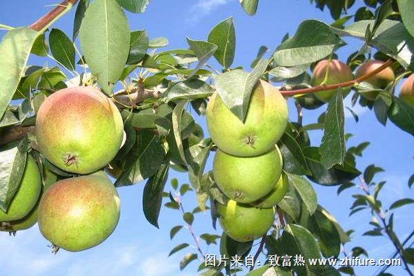 巴梨是熱性還是涼性