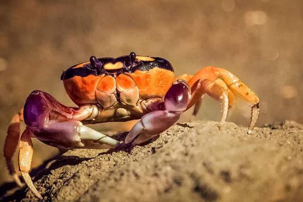 養1畝蟹能賺多少錢?養蟹的成本和利潤