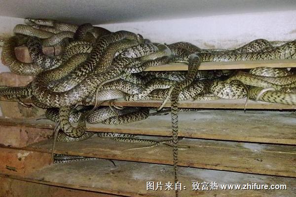 2018養(yǎng)蛇賺錢嗎？養(yǎng)蛇的利潤與投資成本及前景預測