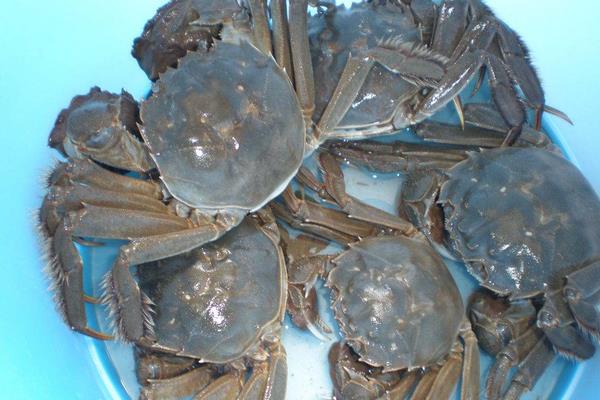 養1畝蟹能賺多少錢?養蟹的成本和利潤