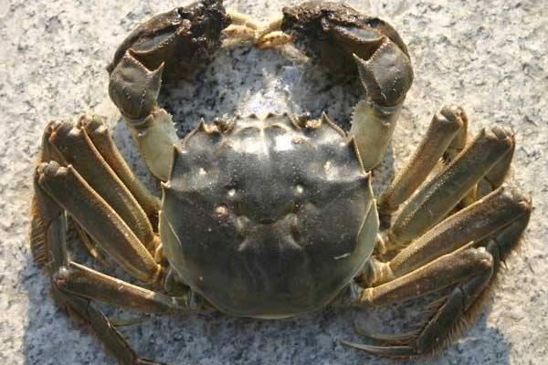 養1畝蟹能賺多少錢?養蟹的成本和利潤