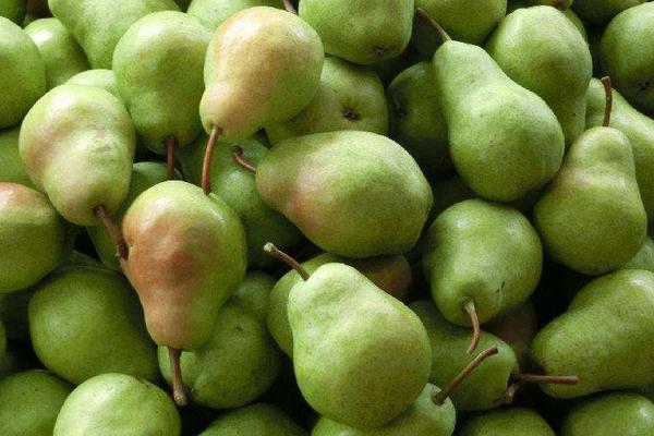 大頭梨功效與作用及禁忌