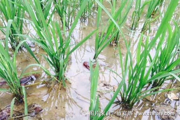 高密度養(yǎng)蝦技術(shù)