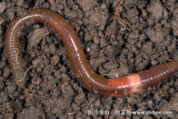 泡沫箱能養蚯蚓嗎