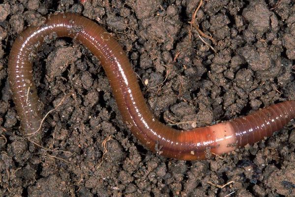 泡沫箱能養蚯蚓嗎