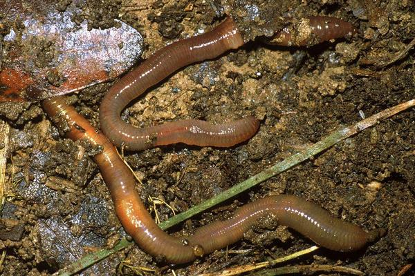 泡沫箱能養蚯蚓嗎