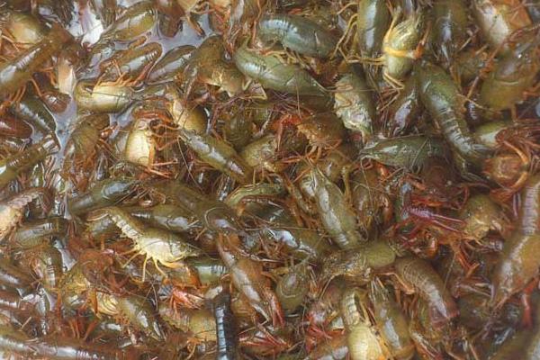 高密度養蝦技術