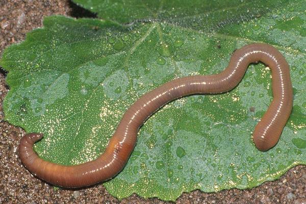 泡沫箱能養蚯蚓嗎