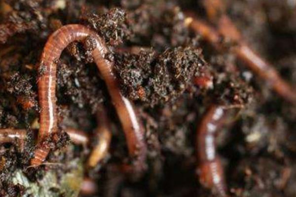 泡沫箱能養蚯蚓嗎