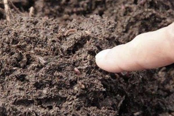 泡沫箱能養蚯蚓嗎