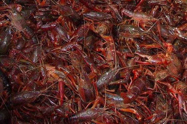 高密度養蝦技術