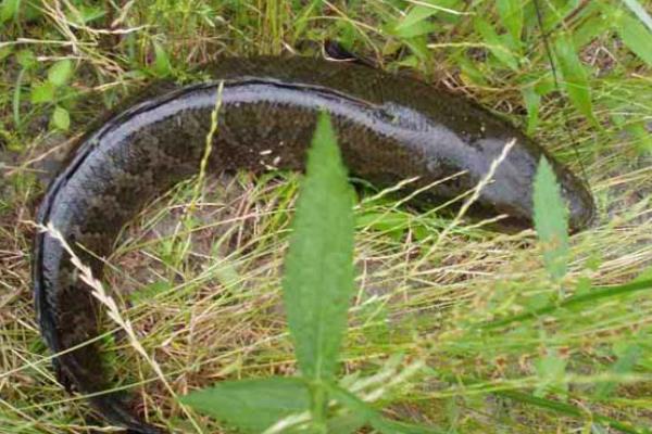 黑魚人工繁殖的孵化管理