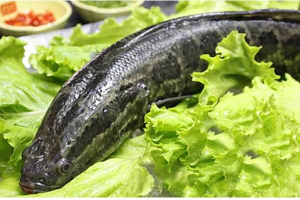 黑魚人工繁殖的孵化管理