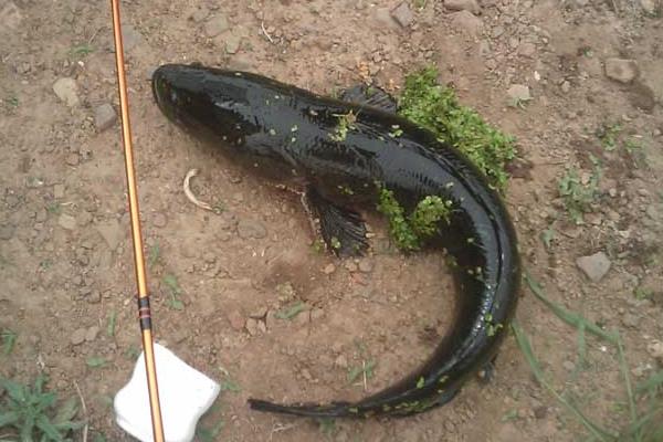 黑魚人工繁殖的孵化管理