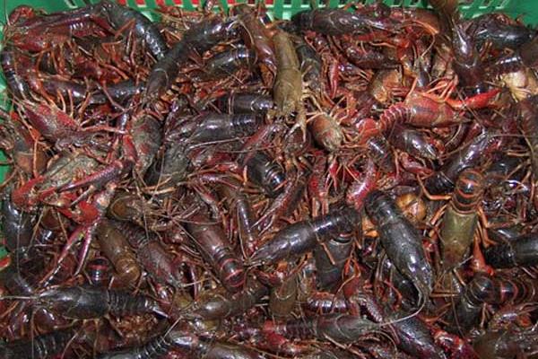 高密度養蝦技術