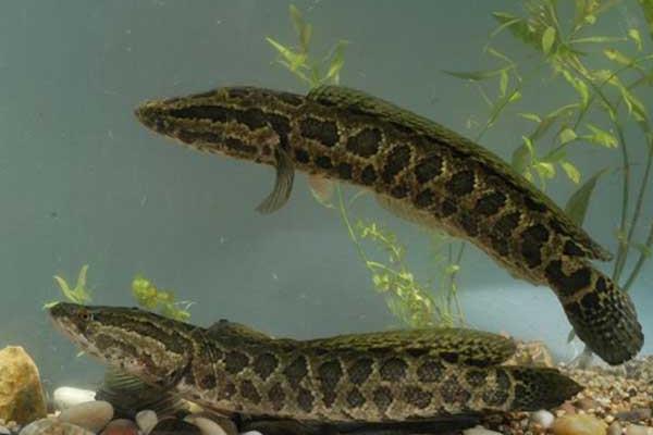 黑魚人工繁殖的孵化管理