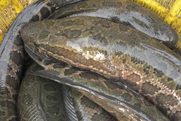 黑魚人工繁殖的孵化管理