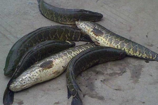 黑魚人工繁殖的孵化管理