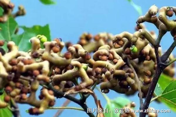 金鉤梨價格多少錢一斤