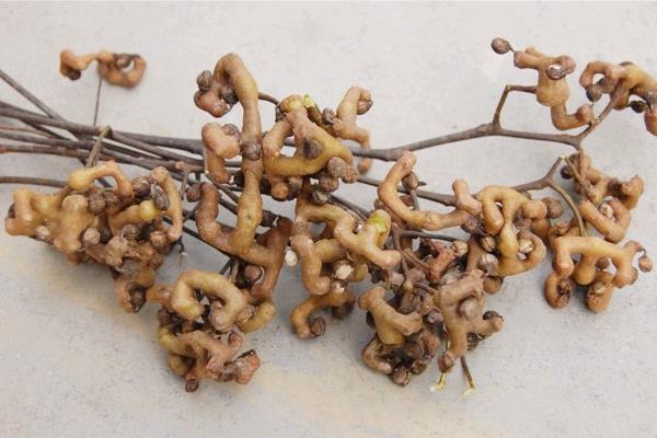 金鉤梨價格多少錢一斤