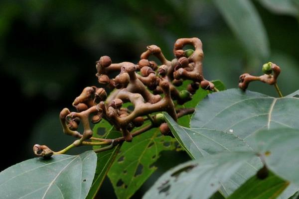 金鉤梨價格多少錢一斤