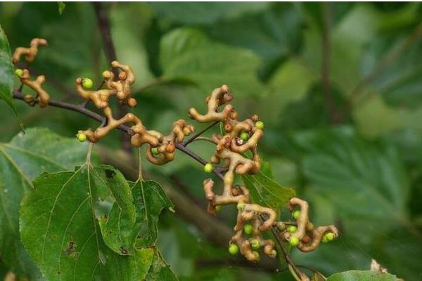 金鉤梨價格多少錢一斤