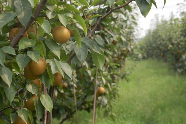蜜梨圖片大全