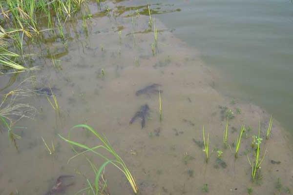 高密度養蝦技術