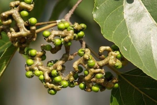 金鉤梨價格多少錢一斤