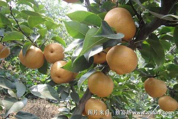 南水梨的產地在哪里