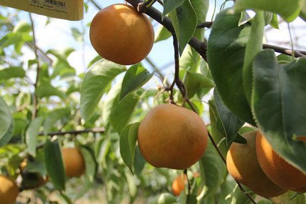 南水梨價格多少錢一斤