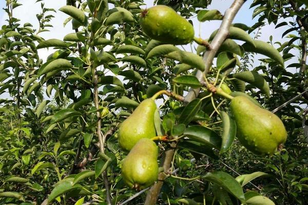 大頭梨圖片大全