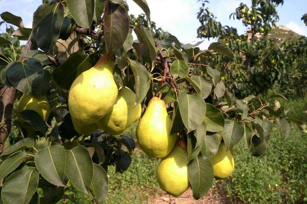 大頭梨圖片大全