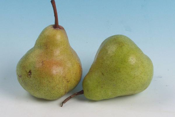 大頭梨圖片大全