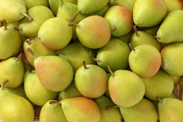 大頭梨圖片大全