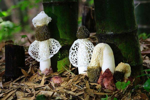 竹林里套種竹蓀收益增大