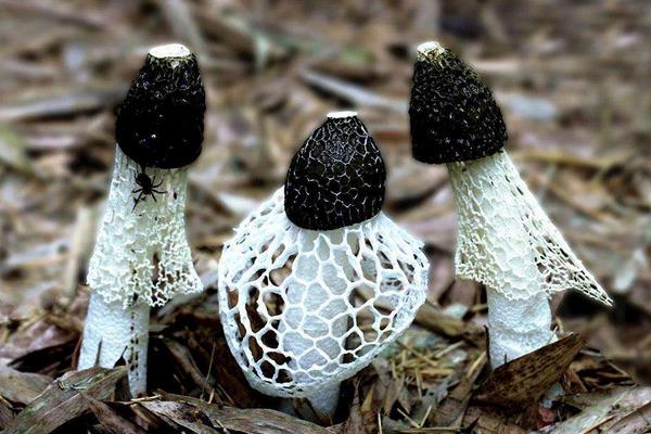 竹林里套種竹蓀收益增大